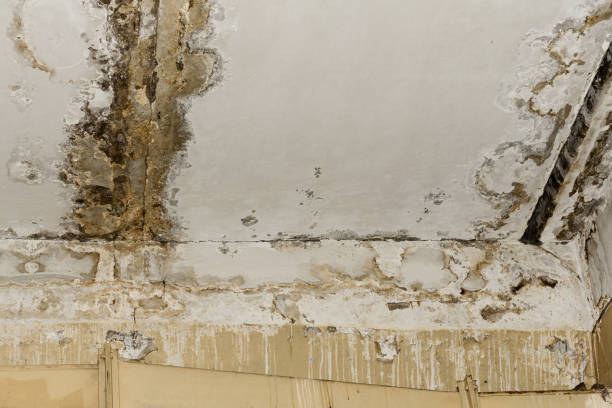 Trusted Spartanburg, SC Mold Prevention & Removal  Experts